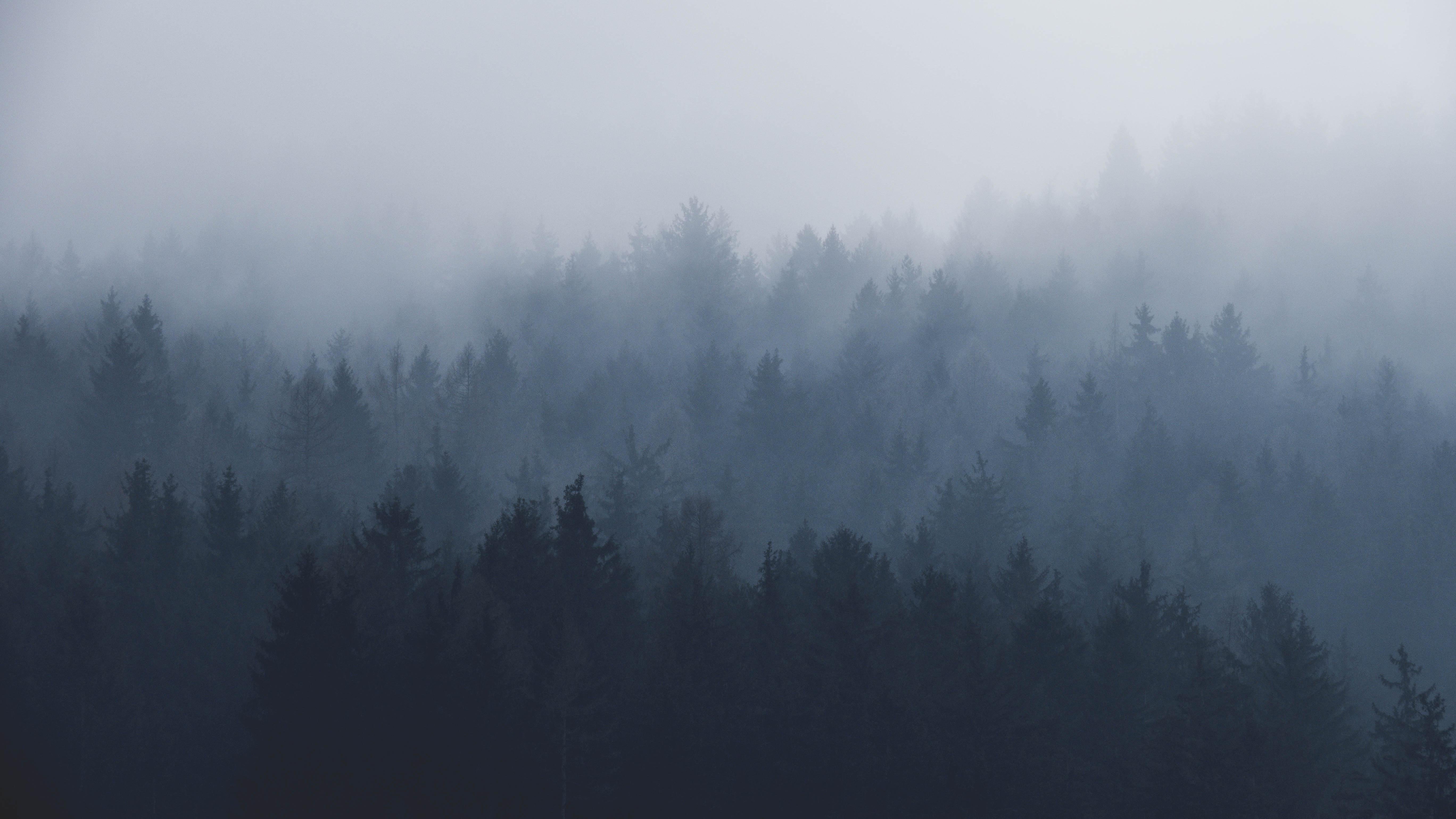 misty-trees-01